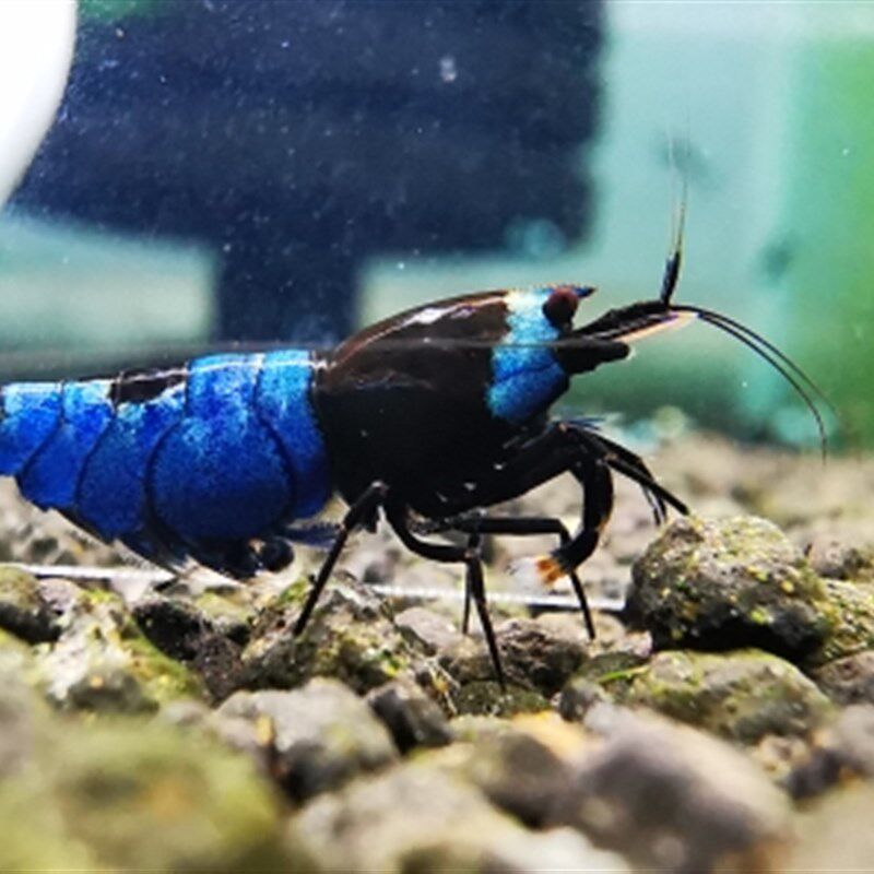 蓝化黑金刚水晶虾观赏虾草缸鱼缸工具虾活体顺丰包邮ada泥