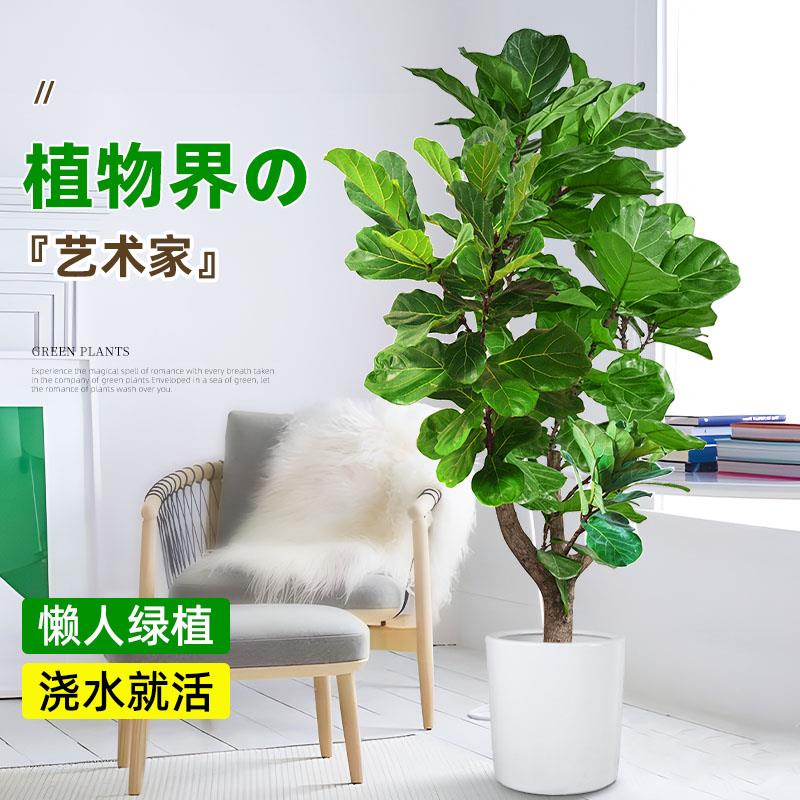 琴叶榕绿植盆栽室内大叶植物棒棒糖老桩树苗客厅造型盆景净化空气