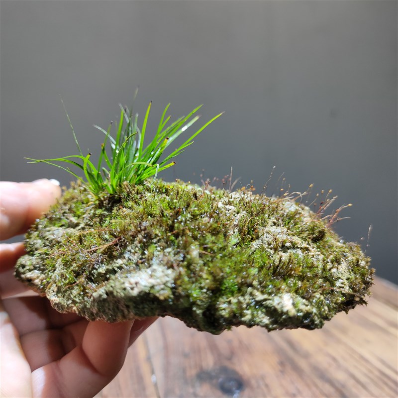 附石吸水石苔藓蕨类小盆栽 适合新手室内净化空气微景观