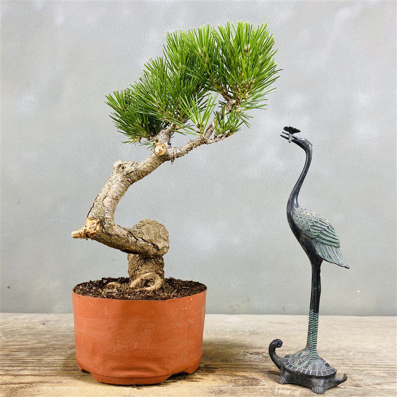 松树盆景黑松老桩山松庭院茶几窗台阳台办公茶台趣味植物绿植盆栽