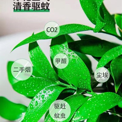 驱蚊竹柏水培植物室内水养绿植花卉盆栽办公室桌面四季常青草好养