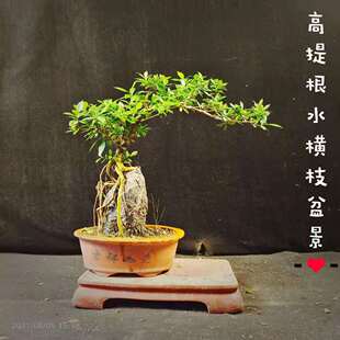 精品提根小叶栀子盆栽开花水横枝盆景办公室阳台庭院一物一拍包邮