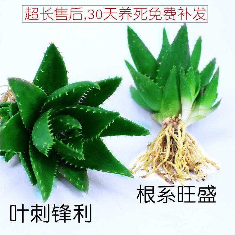 不夜城大芦荟盆栽库拉索芦荟小苗桌面绿植