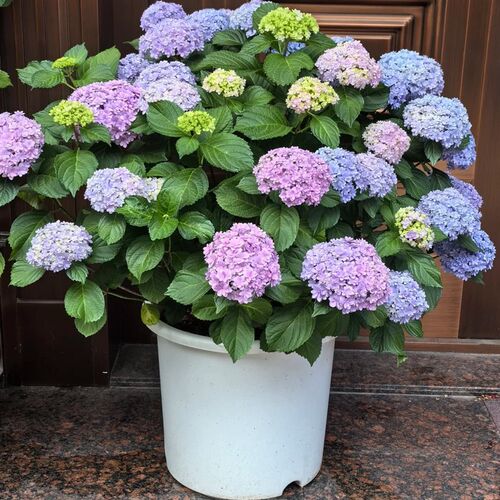 绣球花盆栽带花大苗无尽夏花苗四季常青室内庭院阳台鲜花卉绿植物