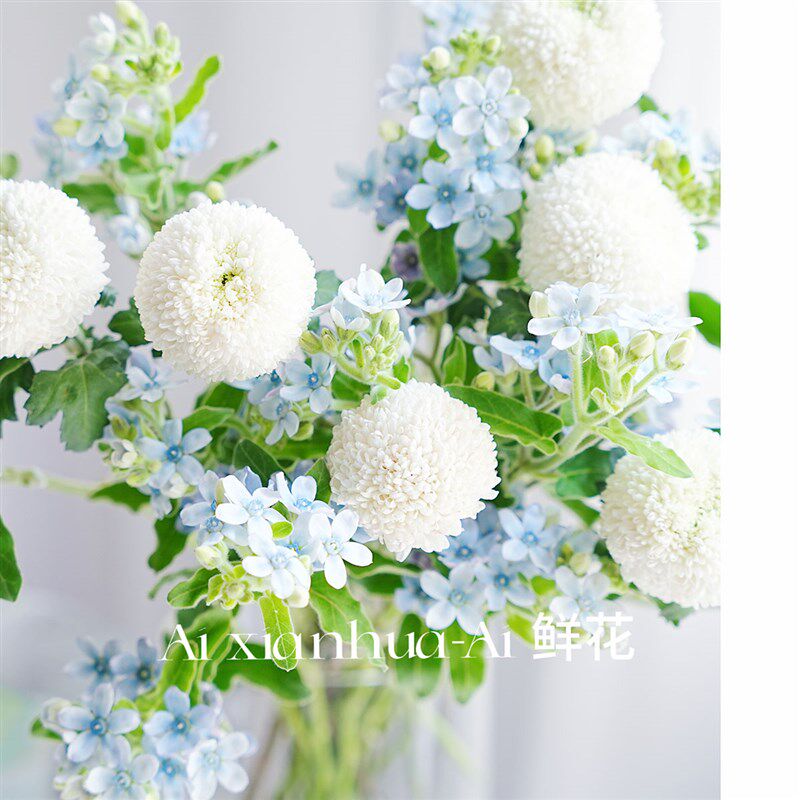 蓝白谜语组合鲜花家居办公插花水养白色乒乓菊蓝星花混搭花束花艺