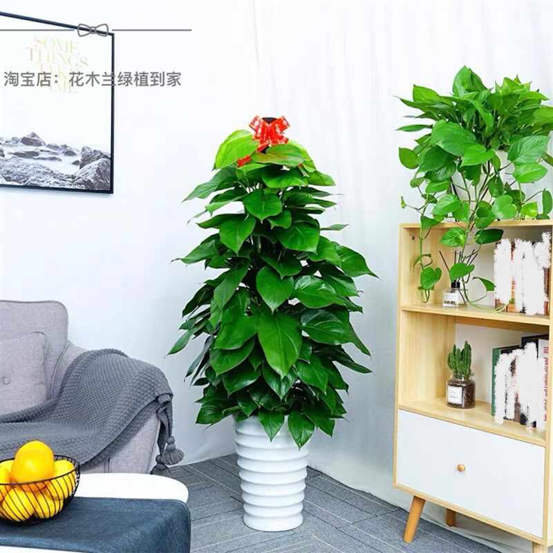 绿箩柱净化空气新房除甲醛大叶绿植盆栽室内耐阴好养植物送货深圳