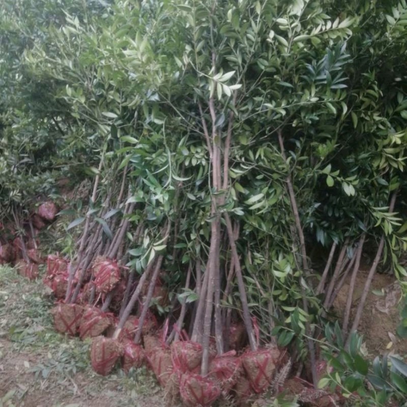 名贵竹柏树苗常绿罗汉松科竹柏树别墅种植绿化苗木驱蚊常青花木树