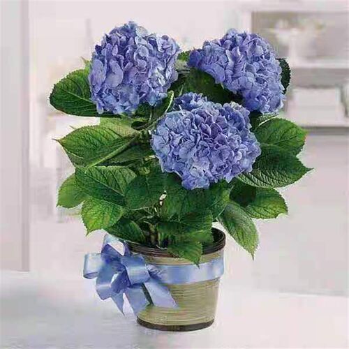 大花无尽夏绣球老桩花苗盆栽阳台室内外庭院八仙花卉浓香植物抗寒