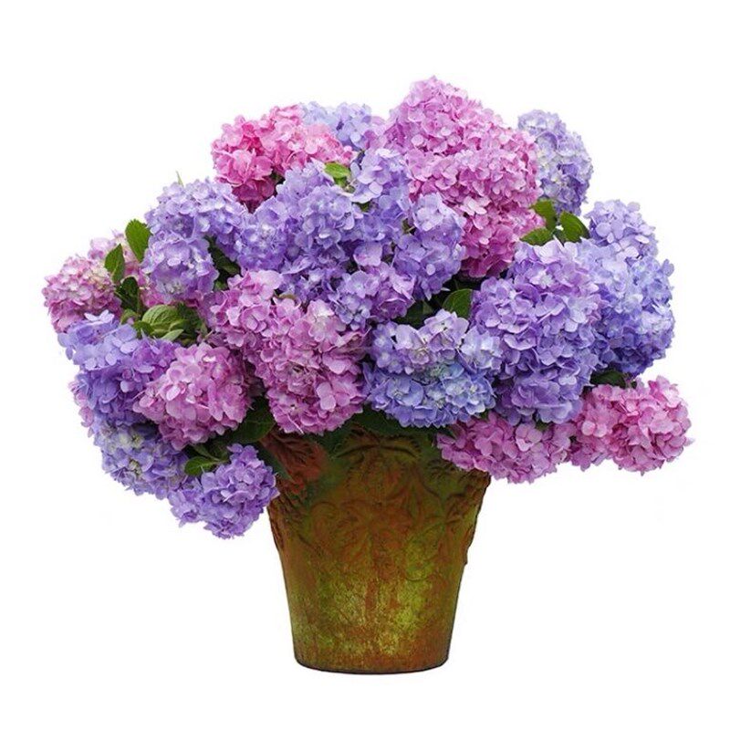 绣球花苗老桩无尽夏四季开花不断盆栽花卉植物室内阳台庭院易养活