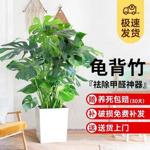 龟背竹客厅大盆栽老桩大叶植物办公室大型绿植室内净化空气吸甲醛