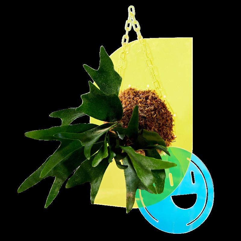 【告白礼物】感蕨来了鹿角蕨壁挂植物亚克力彩色乔迁告白生日礼物