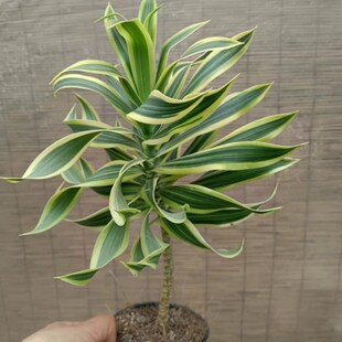 成品大苗盆栽花金边百合竹室内彩色植物好看好养多年生造型绿植