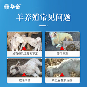 华畜羔羊开口料断奶小羊全价料饲料小羊专用料羊羔饲料养殖场专用