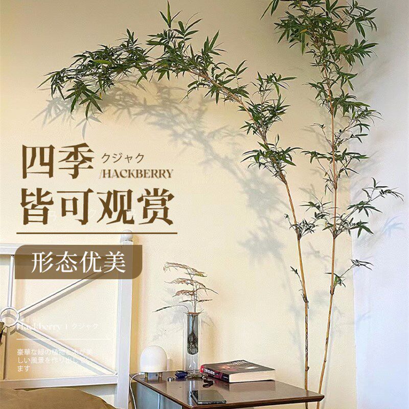 竹子盆栽室内大型绿植好养活四季客厅景观植物书房禅意盆景花卉树