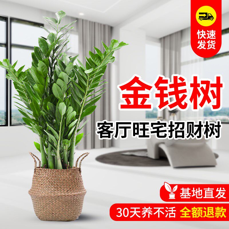金钱树盆栽客厅大花盆旺宅树办公室内大型好养绿植物乔迁摇钱串子