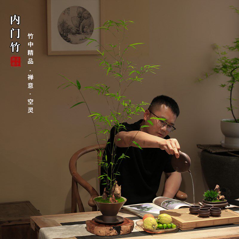 正宗内门竹禅意盆景高端茶室植物室内绿植桌面摆件好养竹子盆栽