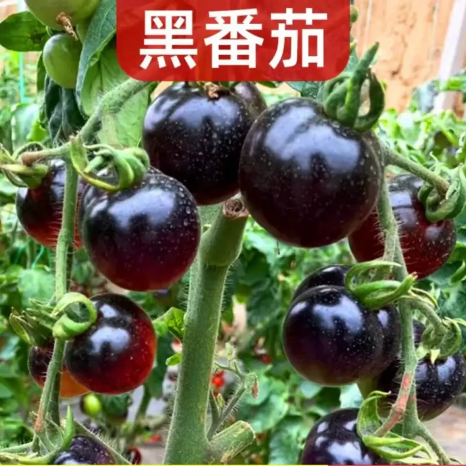 【黑番茄苗菜苗】蓝莓黑番茄苗阳台盆栽小院均可种植xy2