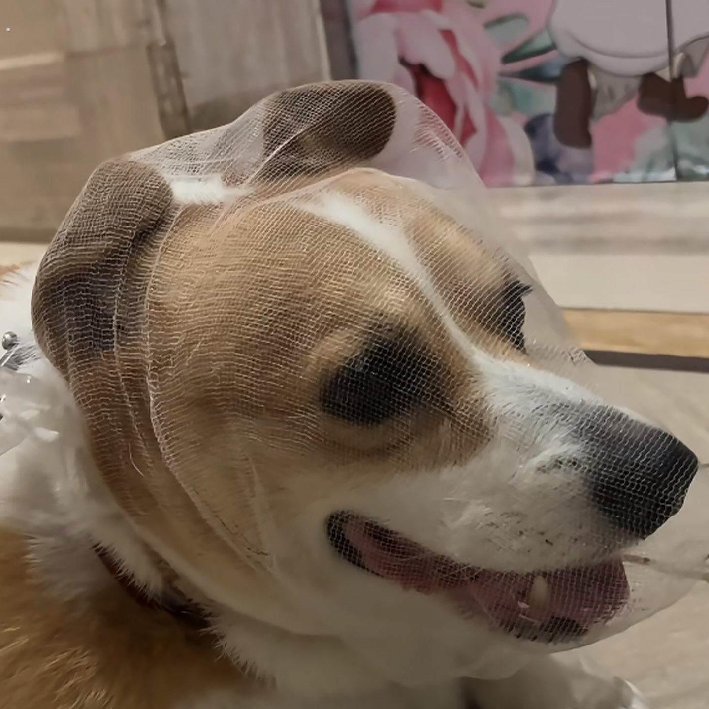 【遛狗神器】狗狗嘴套外出防乱吃防误食狗嘴巴套嘴罩洗澡防咬透气