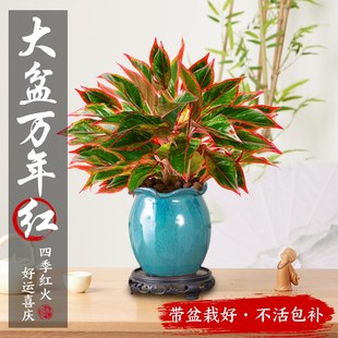 大盆万年红盆栽花卉室内植物花客厅桌面吉利红绿植易养活四季盆景