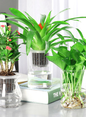 水培植物绿萝盆栽办公室内耐阴易活水养绿植吸收甲醛净化空气绿箩