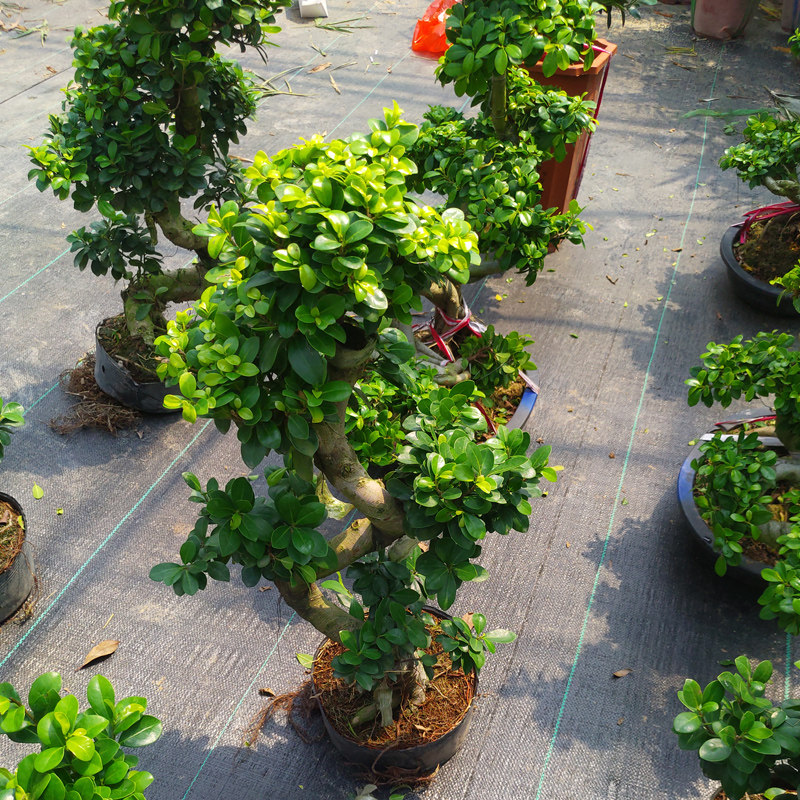 大型榕树盆景金钱榕S弯型室内观茎树桩造型独特观茎绿植四季常青