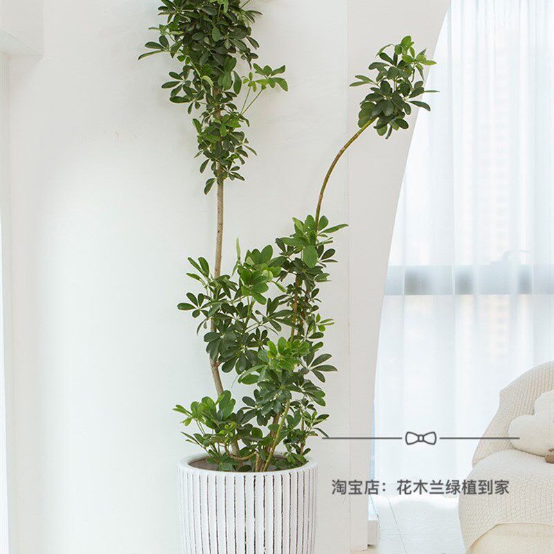 造型鸭掌木盆栽 七叶莲 鸭脚木植物办公室客厅净化空气吸甲醛深圳