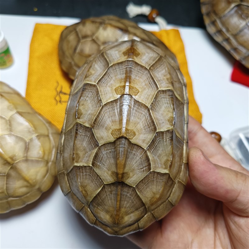 天然完整真乌龟壳精品玉面草龟壳文玩盘玩手把件龟甲黄玉龟甲卜