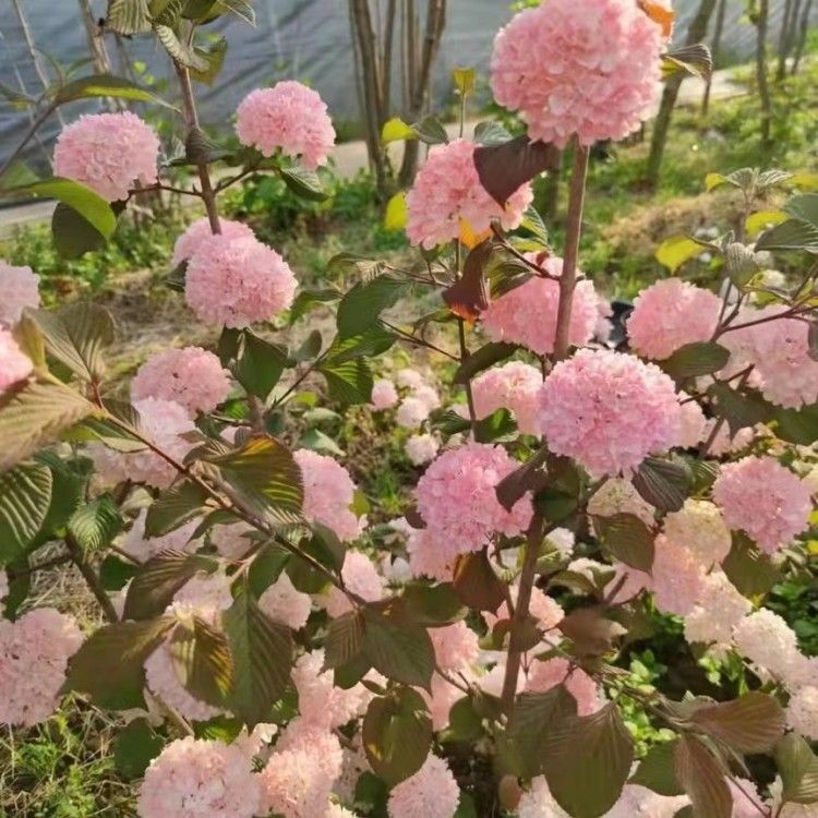 粉色木绣球玫瑰达人荚蒾木绣球布克嫁接苗花卉盆栽庭院别墅阳台