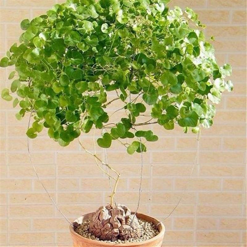 南非龟甲龙一物一拍盆栽爬藤块根多肉植物带盆栽好包邮发货顺丰