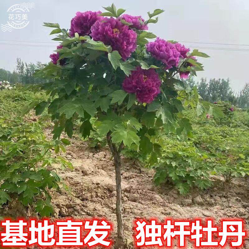 独杆牡丹花树苗正宗对版洛阳红观赏重瓣大花盆栽地栽耐寒老桩大号