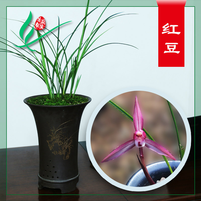 福建南靖兰花苗春兰红豆浓香卉盆景栽土绿带草植物花苞名贵墨芳香