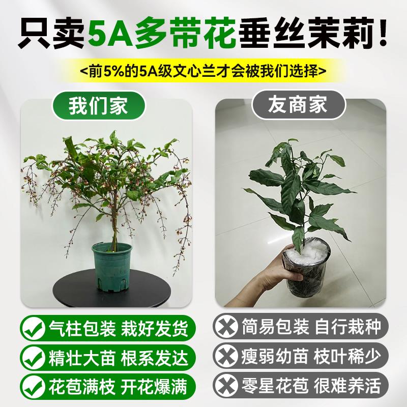 大盆垂丝茉莉盆栽老桩带花苞绿植物室内客厅阳台好养花卉开花浓香