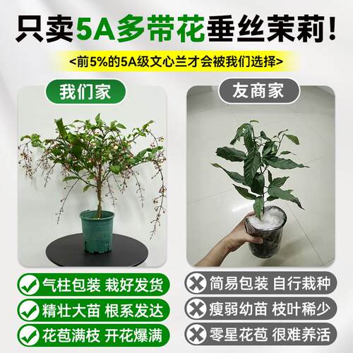 大盆垂丝茉莉盆栽老桩带花苞绿植物室内客厅阳台好养花卉开花浓香