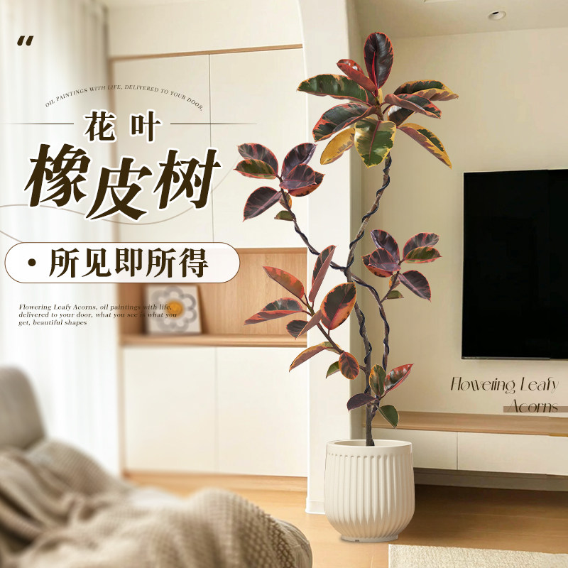 橡皮树客厅大盆栽花叶黑金刚客厅绿植室内大型好养落地禄植物真树