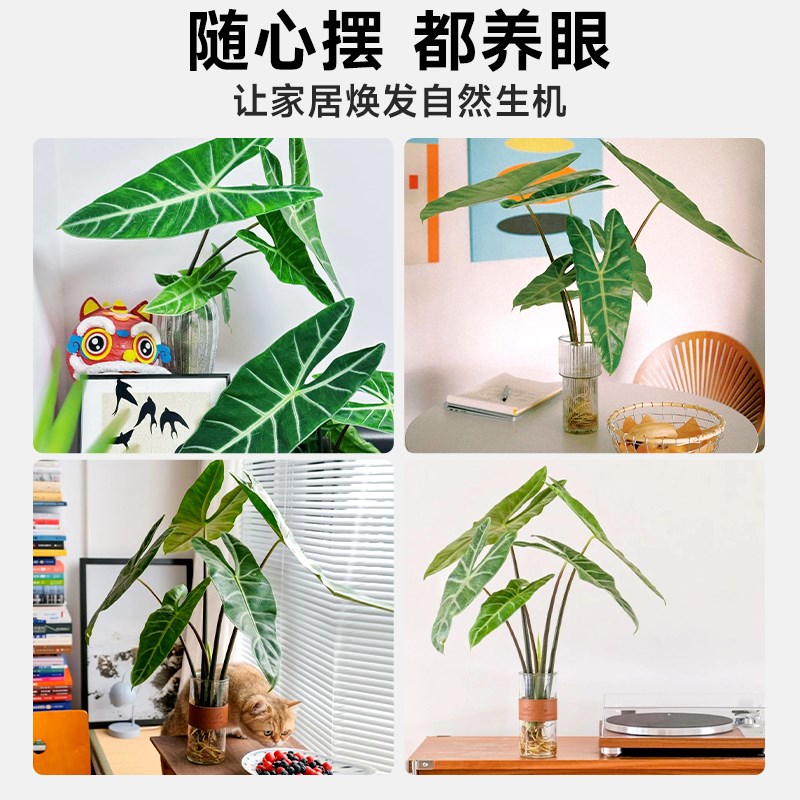 银脉箭叶海芋水培植物剑叶海芋热植室内好养四季懒人水养绿植客厅