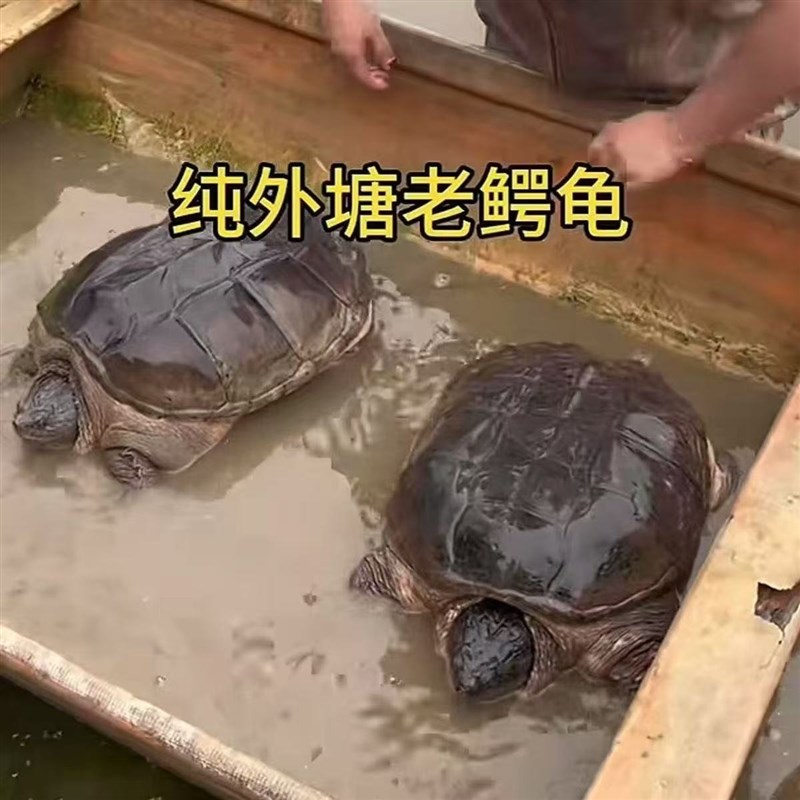 【顺丰包邮】鳄龟鳄鱼龟食用活物大的可食用乌龟大龟肉北美杂图片