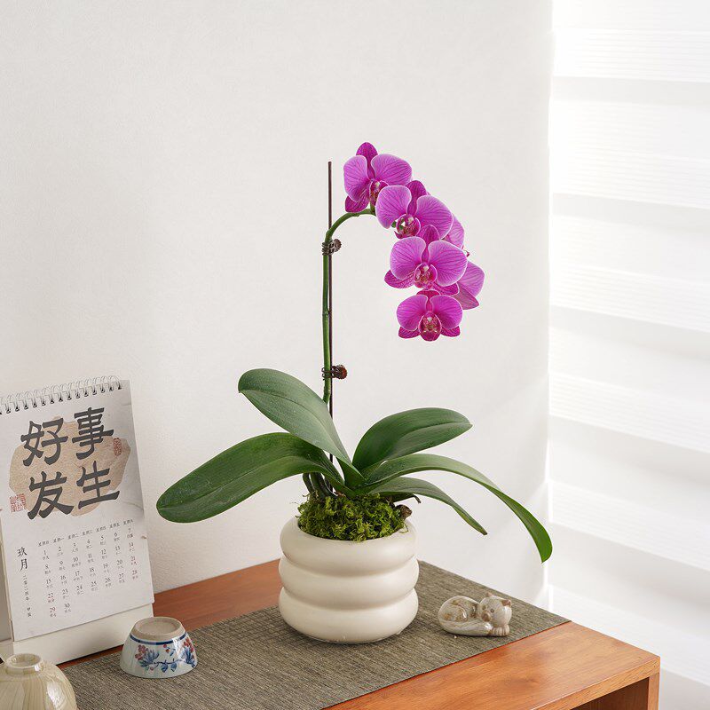 蝴蝶兰花苗带花苞盆栽客厅兰花室内植物花卉四季好养活年宵花绿植