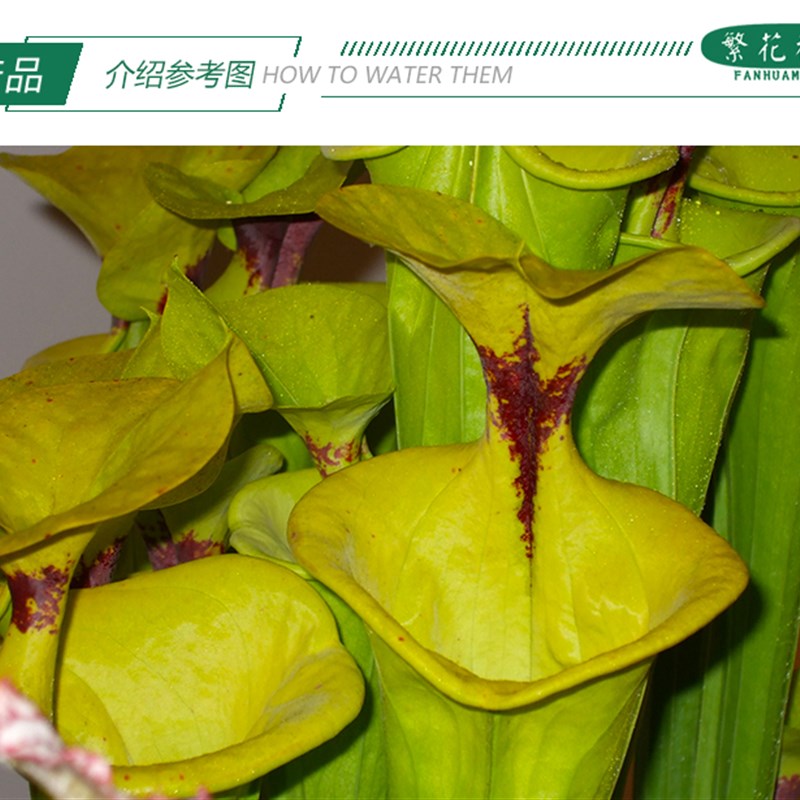 铜帽黄瓶子草【CT2绿植大型食虫植物捕蝇草管状植物雨林缸造景】