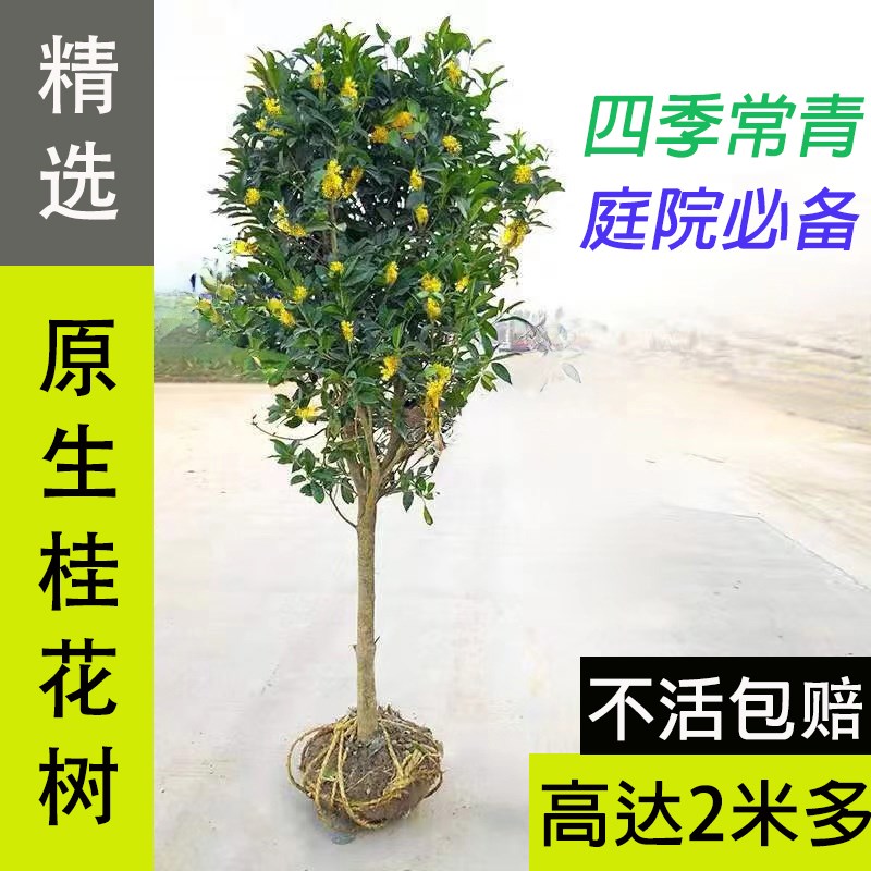 地栽桂花树苗大树浓香型花卉八月金桂丹桂别墅庭院风景树四季常青