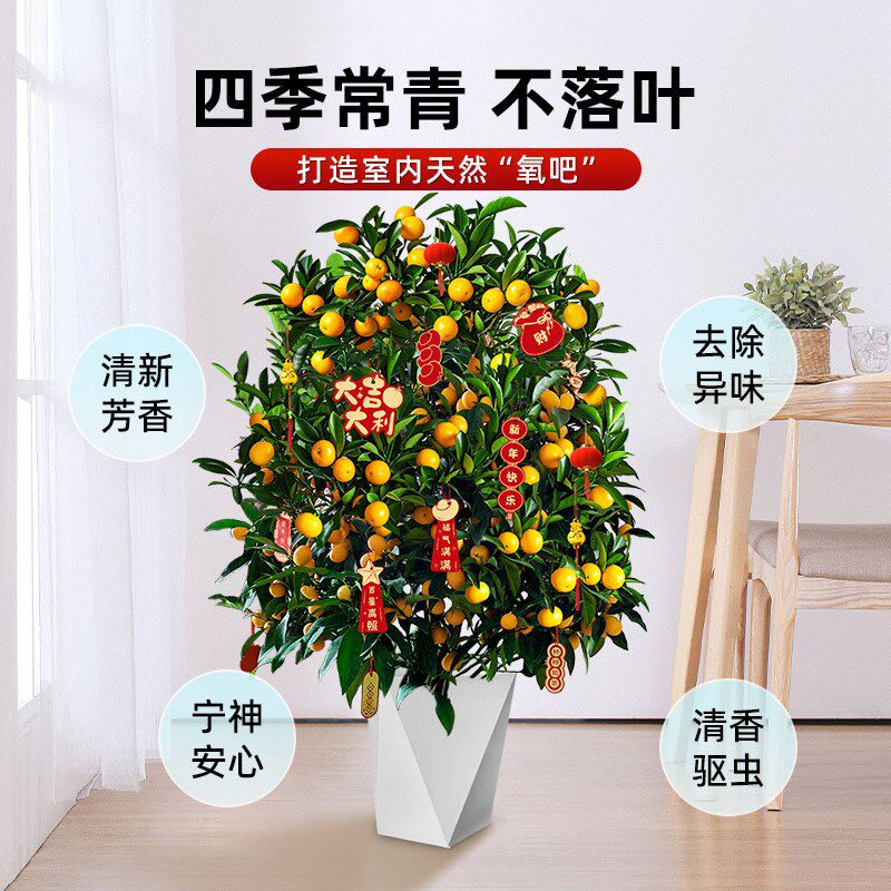 金桔树盆栽带果客厅年桔可食用橘子树苗四季室内旺宅新年绿植物