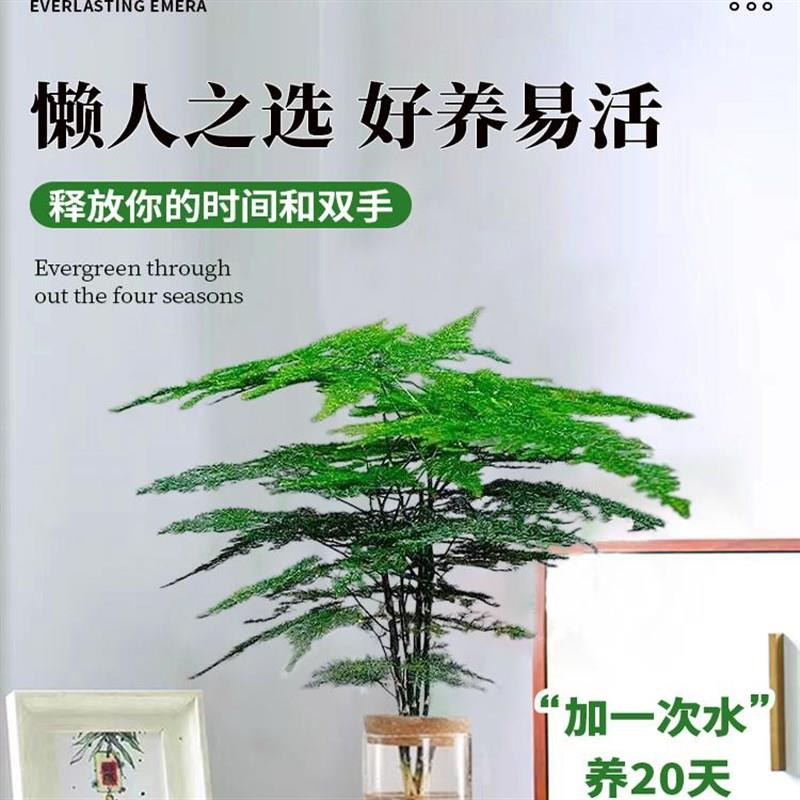 文竹水培植物绿植办公室内桌面水养绿萝花卉客厅盆栽四季水生好养