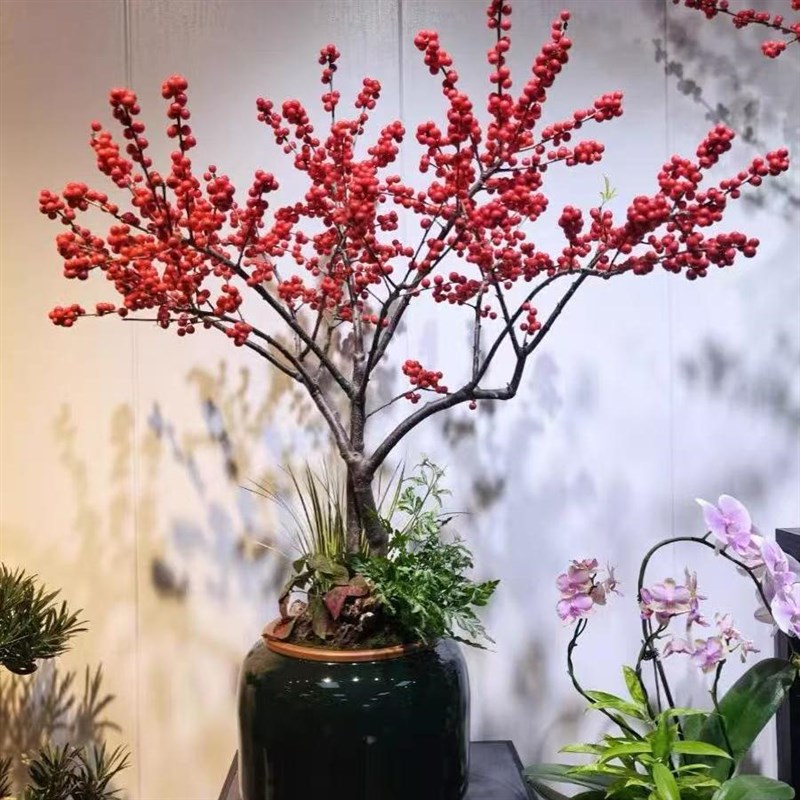 北美冬青盆栽树苗年宵花带红果果老桩盆景室内客厅耐寒花卉绿植物