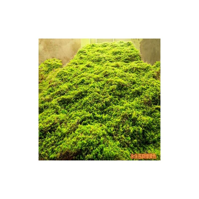 草皮草坪仿真青苔地毯苔藓商场墙贴花墙植物墙盆景盆栽假苔藓橱窗