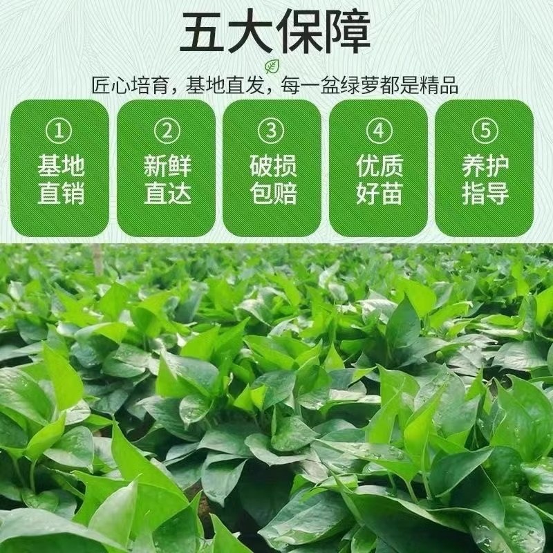 新房家用绿萝盆栽室内吊兰植物净化空气绿植客厅大叶绿箩好养花卉