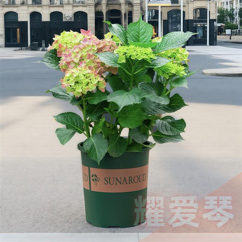 绣球花盆栽带花苞无尽夏花苗室内阳台室外花开花绿植四季花卉植物
