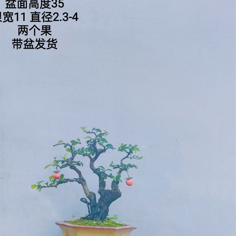 金弹子盆景嫁接桩熟桩母桩血红果阳台绿植