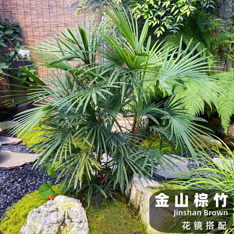 小叶金山棕竹大叶棕竹盆栽大型室内竹子耐寒观叶绿植花镜搭配植物