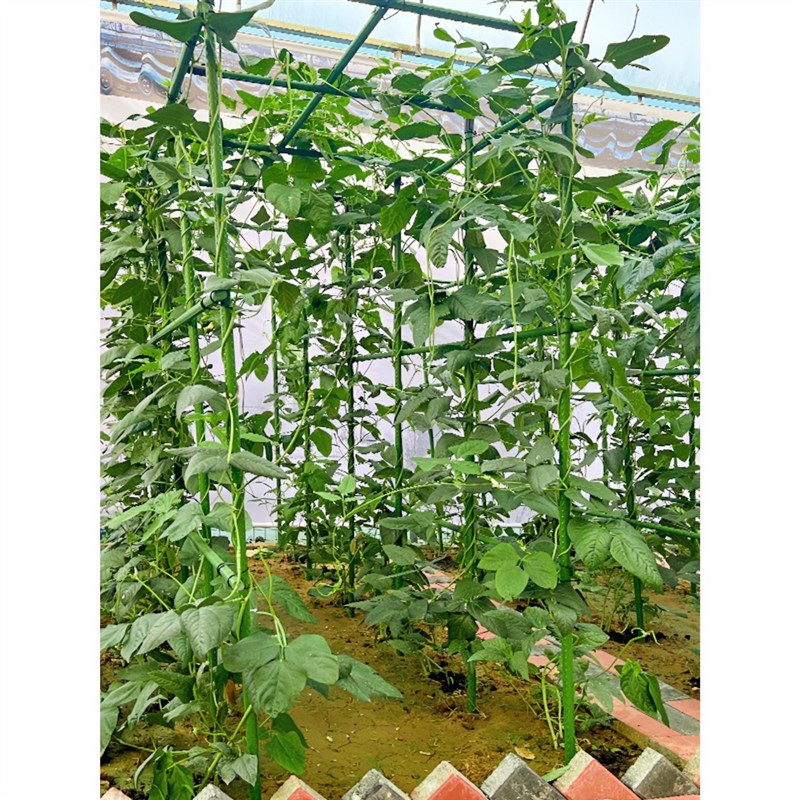 爬藤架葡萄架黄瓜豆角架种菜庭院园艺花卉植物花架支撑杆西红柿架