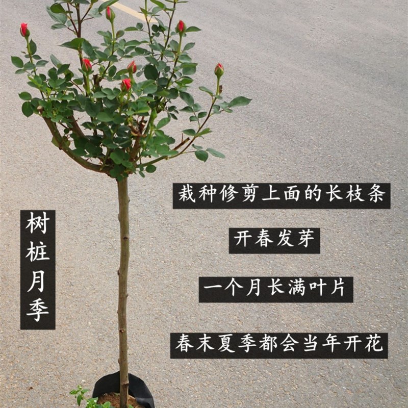 树桩月季花苗嫁接棒棒糖树状高杆大花多色玫瑰花树苗四季开花庭院