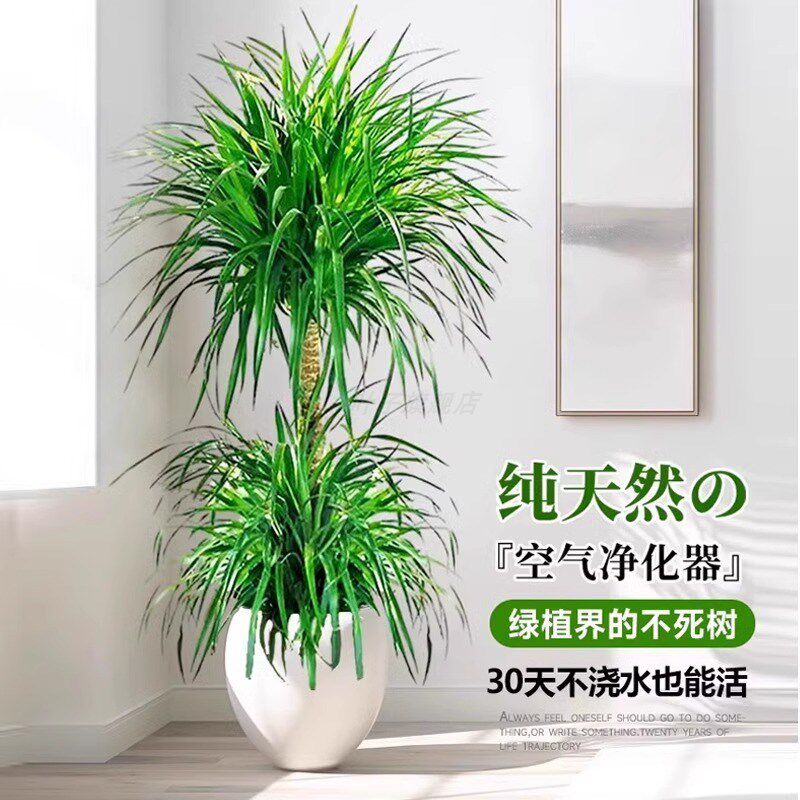 龙血树客厅绿植大盆栽多头龙须龙铁树乔迁大型室内落地植物千年木